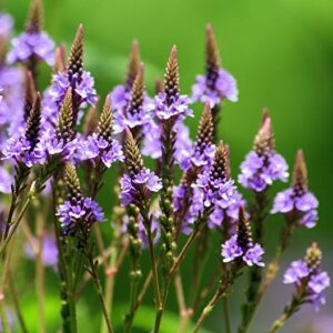 Віддушка “ВЕРБЕНА” (Франція)