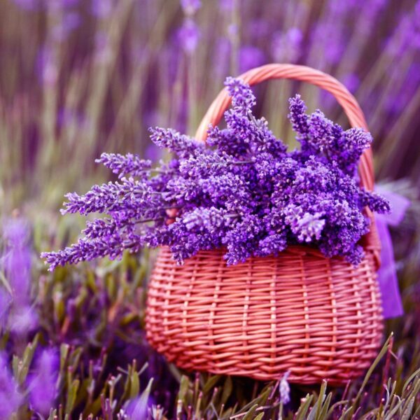 Віддушка “ЛАВАНДА” (Франція)