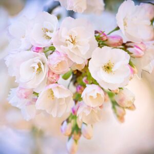 Віддушка “ВЕСНЯНИЙ САД” (Франція)