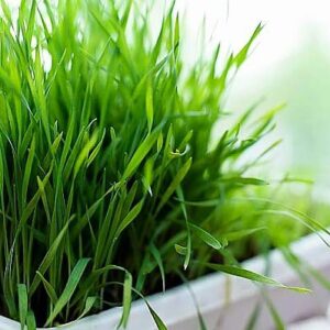 Віддушка “ЛЕМОНГРАС” (Франція)